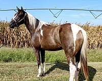 paint-horse-for-sale