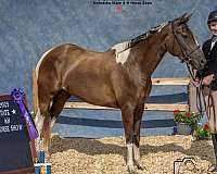 paint-horse