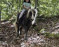 10-hand-pony-mare