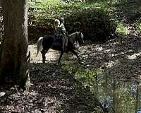 10-hand-pony