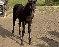 none-horse