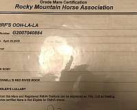 breeding-rocky-mountain-horse