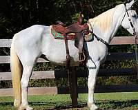 rodeo-queen-percheron-horse