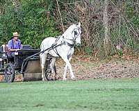 trail-class-percheron-horse