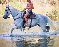 all-around-percheron-horse