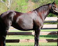 civilized-percheron-horse