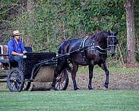 confidence-percheron-horse