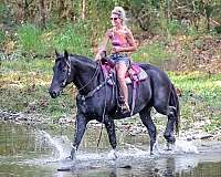 family-friendly-percheron-horse