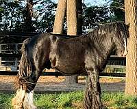 black-breeding-cutting-horse