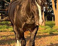 breeding-cutting-colt-gelding