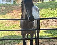dark-points-mane-andatail-horse