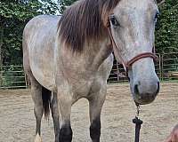 grey-dark-points-mane-andatail-horse