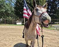 amazing-draft-horse