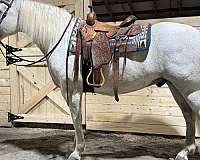 trail-draft-horse