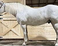 pleasure-draft-horse
