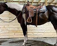trail-paint-horse