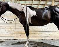 ranch-paint-horse