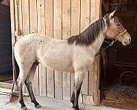 quarter-horse-stallion