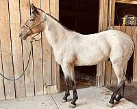 quarter-horse