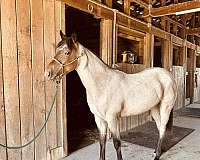 quarter-horse-for-sale