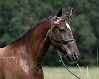 chocolate-barrel-pony