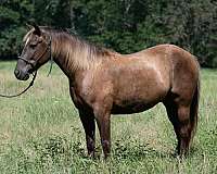 crossbred-pony-gelding