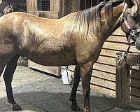 crossbred-pony-for-sale