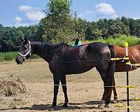 tennessee-walking-mare