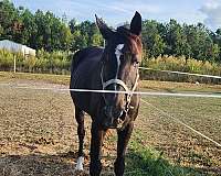 tennessee-walking-horse-for-sale