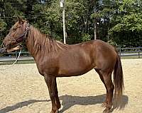 canters-morgan-horse