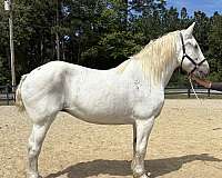 and-well-mannered-percheron-horse