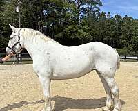 canters-percheron-horse