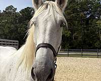commercial-percheron-horse