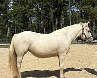 arena-quarter-horse