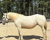 back-quarter-horse