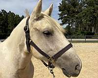 backs-quarter-horse