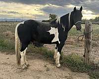 cross-project-friesian-horse