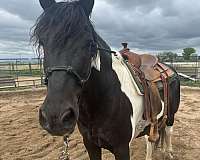 tobiano-cross-project-horse