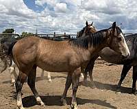 ok-star-quarter-horse