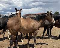 lonsum-marshall-045-quarter-horse