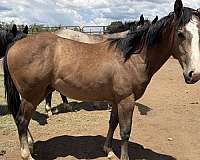 ok-star-horse