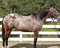 loud-colored-appaloosa