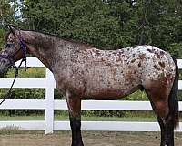 loud-colored-appaloosa-horse