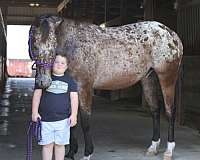 all-around-appaloosa-horse