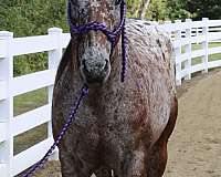 beginner-appaloosa-horse
