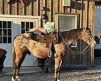 dressage-appaloosa-horse