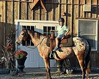english-pleasure-appaloosa-horse