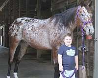 flashy-appaloosa-horse