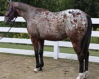 husband-safe-appaloosa-horse