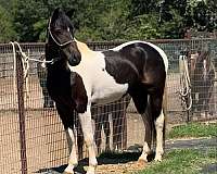 animals-paint-pony